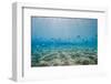 Shoal of Fish in Shallow Sandy Bay-Mark Doherty-Framed Photographic Print