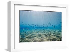 Shoal of Fish in Shallow Sandy Bay-Mark Doherty-Framed Photographic Print