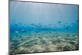 Shoal of Fish in Shallow Sandy Bay-Mark Doherty-Mounted Photographic Print