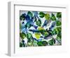 shoal of fish (oil on canvas)-jocasta shakespeare-Framed Giclee Print