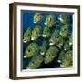 Shoal of Grunts-Jan Henderson-Framed Art Print