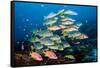 shoal of large reef fish, maldives-alex mustard-Framed Stretched Canvas