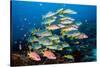 shoal of large reef fish, maldives-alex mustard-Stretched Canvas