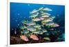 shoal of large reef fish, maldives-alex mustard-Framed Photographic Print