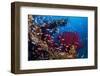 Shoal of Mediterranean Fairy basslet, Italy, Tyrrhenian Sea-Franco Banfi-Framed Photographic Print