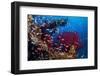 Shoal of Mediterranean Fairy basslet, Italy, Tyrrhenian Sea-Franco Banfi-Framed Photographic Print