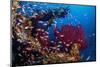 Shoal of Mediterranean Fairy basslet, Italy, Tyrrhenian Sea-Franco Banfi-Mounted Photographic Print