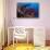 Shoal of Mediterranean Fairy basslet, Italy, Tyrrhenian Sea-Franco Banfi-Stretched Canvas displayed on a wall