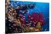 Shoal of Mediterranean Fairy basslet, Italy, Tyrrhenian Sea-Franco Banfi-Stretched Canvas