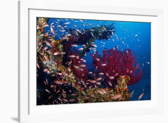 Shoal of Mediterranean Fairy basslet, Italy, Tyrrhenian Sea-Franco Banfi-Framed Photographic Print