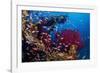 Shoal of Mediterranean Fairy basslet, Italy, Tyrrhenian Sea-Franco Banfi-Framed Photographic Print