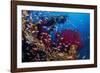 Shoal of Mediterranean Fairy basslet, Italy, Tyrrhenian Sea-Franco Banfi-Framed Photographic Print