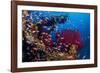 Shoal of Mediterranean Fairy basslet, Italy, Tyrrhenian Sea-Franco Banfi-Framed Photographic Print