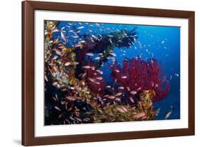 Shoal of Mediterranean Fairy basslet, Italy, Tyrrhenian Sea-Franco Banfi-Framed Photographic Print