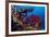 Shoal of Mediterranean Fairy basslet, Italy, Tyrrhenian Sea-Franco Banfi-Framed Photographic Print