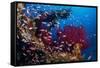 Shoal of Mediterranean Fairy basslet, Italy, Tyrrhenian Sea-Franco Banfi-Framed Stretched Canvas