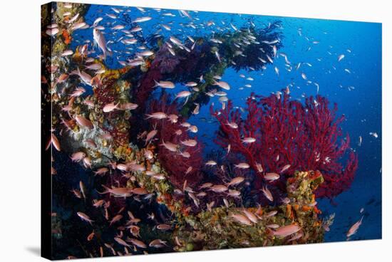 Shoal of Mediterranean Fairy basslet, Italy, Tyrrhenian Sea-Franco Banfi-Stretched Canvas