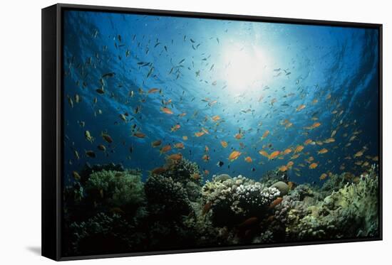 Shoal of Orange Anthias-Louise Murray-Framed Stretched Canvas