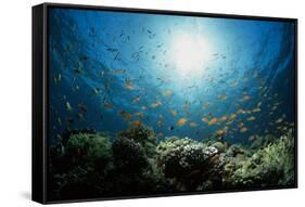 Shoal of Orange Anthias-Louise Murray-Framed Stretched Canvas