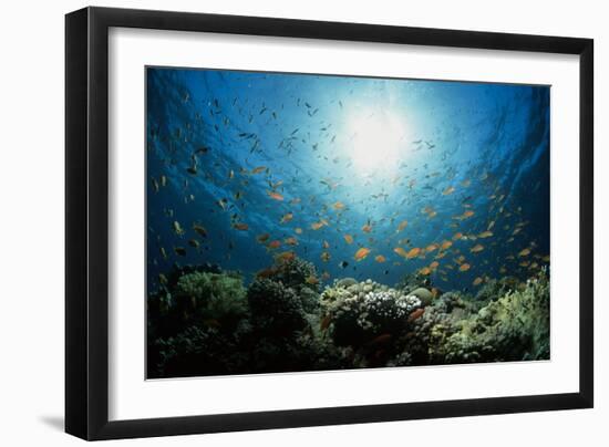 Shoal of Orange Anthias-Louise Murray-Framed Photographic Print