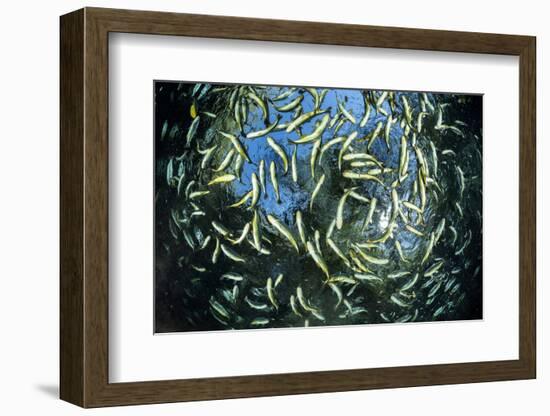 Shoal of Piraputanga, Bonito, Mato Grosso do Sul, Brazil-Franco Banfi-Framed Photographic Print