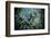 Shoal of Piraputanga, Bonito, Mato Grosso do Sul, Brazil-Franco Banfi-Framed Photographic Print