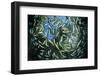 Shoal of Piraputanga, Bonito, Mato Grosso do Sul, Brazil-Franco Banfi-Framed Photographic Print