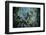 Shoal of Piraputanga, Bonito, Mato Grosso do Sul, Brazil-Franco Banfi-Framed Photographic Print