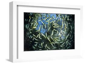 Shoal of Piraputanga, Bonito, Mato Grosso do Sul, Brazil-Franco Banfi-Framed Photographic Print