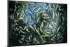 Shoal of Piraputanga, Bonito, Mato Grosso do Sul, Brazil-Franco Banfi-Mounted Photographic Print