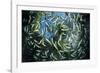 Shoal of Piraputanga, Bonito, Mato Grosso do Sul, Brazil-Franco Banfi-Framed Photographic Print