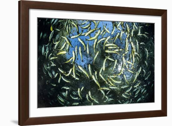 Shoal of Piraputanga, Bonito, Mato Grosso do Sul, Brazil-Franco Banfi-Framed Photographic Print