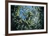 Shoal of Piraputanga, Bonito, Mato Grosso do Sul, Brazil-Franco Banfi-Framed Photographic Print