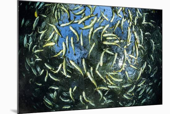 Shoal of Piraputanga, Bonito, Mato Grosso do Sul, Brazil-Franco Banfi-Mounted Photographic Print