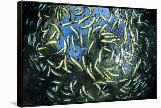 Shoal of Piraputanga, Bonito, Mato Grosso do Sul, Brazil-Franco Banfi-Framed Stretched Canvas