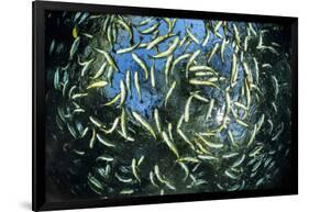 Shoal of Piraputanga, Bonito, Mato Grosso do Sul, Brazil-Franco Banfi-Framed Photographic Print