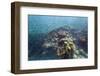 Shoal of Sardines, Panagsama Beach, Moalboal, Cebu, the Visayas, Philippines, Southeast Asia, Asia-Christian Kober-Framed Photographic Print