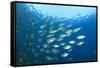 Shoal of Tuna Fish Underwater-Rich Carey-Framed Stretched Canvas