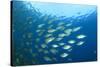 Shoal of Tuna Fish Underwater-Rich Carey-Stretched Canvas