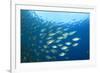 Shoal of Tuna Fish Underwater-Rich Carey-Framed Photographic Print