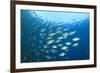 Shoal of Tuna Fish Underwater-Rich Carey-Framed Photographic Print