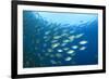 Shoal of Tuna Fish Underwater-Rich Carey-Framed Photographic Print