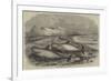 Shoal of Whales in the Solway Firth-null-Framed Giclee Print