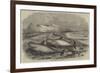 Shoal of Whales in the Solway Firth-null-Framed Giclee Print