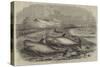 Shoal of Whales in the Solway Firth-null-Stretched Canvas