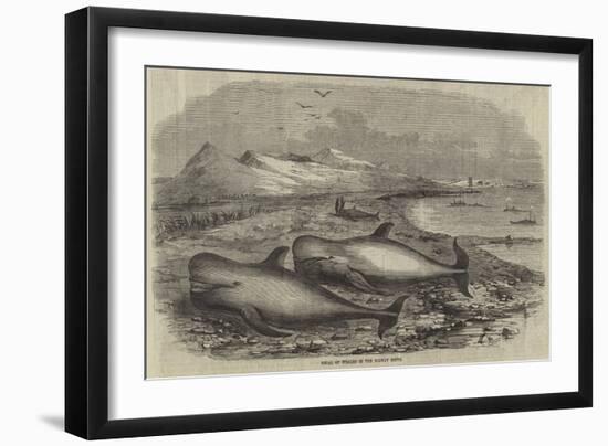 Shoal of Whales in the Solway Firth-null-Framed Giclee Print