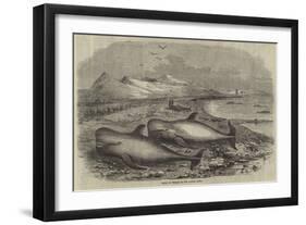 Shoal of Whales in the Solway Firth-null-Framed Giclee Print