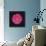 Shocking Pink - Bloom-Diane Lucas-Giclee Print displayed on a wall