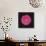 Shocking Pink - Bloom-Diane Lucas-Giclee Print displayed on a wall