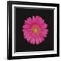 Shocking Pink - Bloom-Diane Lucas-Framed Giclee Print